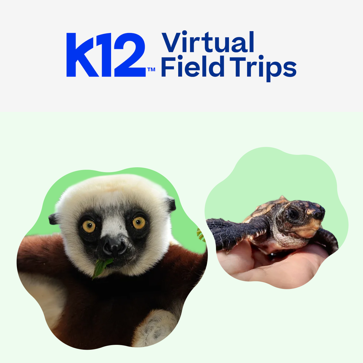 Virtual Field Trips